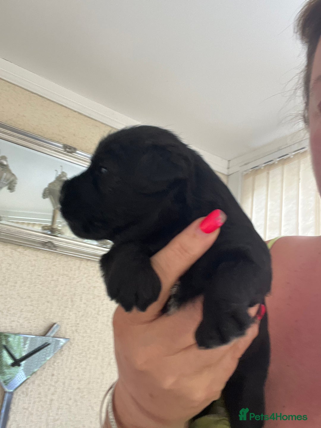 Miniature Schnauzer dogs for sale: 🐾🐶Schnauzer/Schnoodles🐶🐾 - Image 10