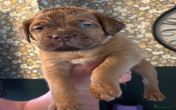 Dogue De Bordeaux dogs for sale: 6 stunning chunky Douge de Bordeux pups - Image 3
