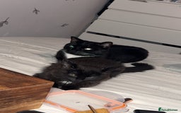 British Longhair cats for sale: Male kitten British long hair x mainecoone - Image 3