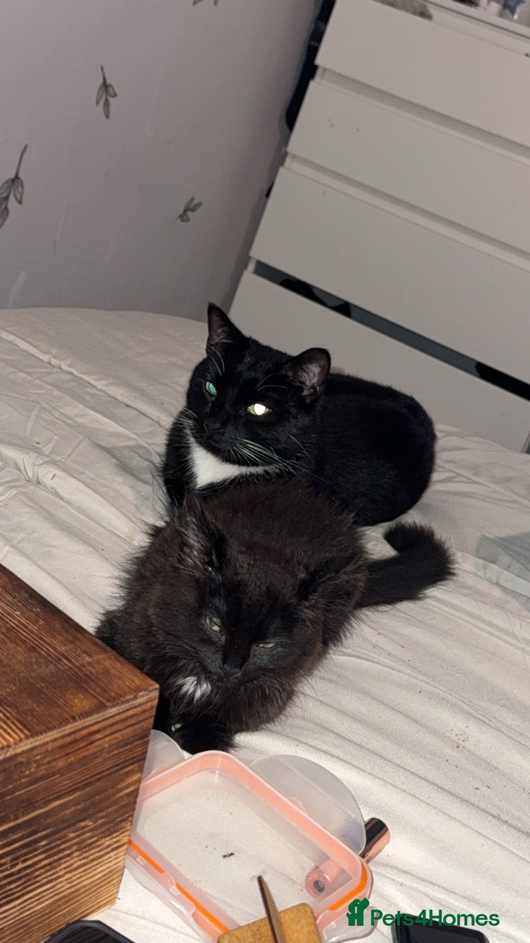 British Longhair cats for sale: Male kitten British long hair x mainecoone - Image 3