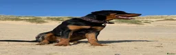 Rottweiler dogs for sale: Regrettable sale - Advert 9