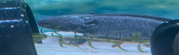 Axolotl reptiles for sale: 2 axolotls, full set up including chiller in Deeside - Advert 2