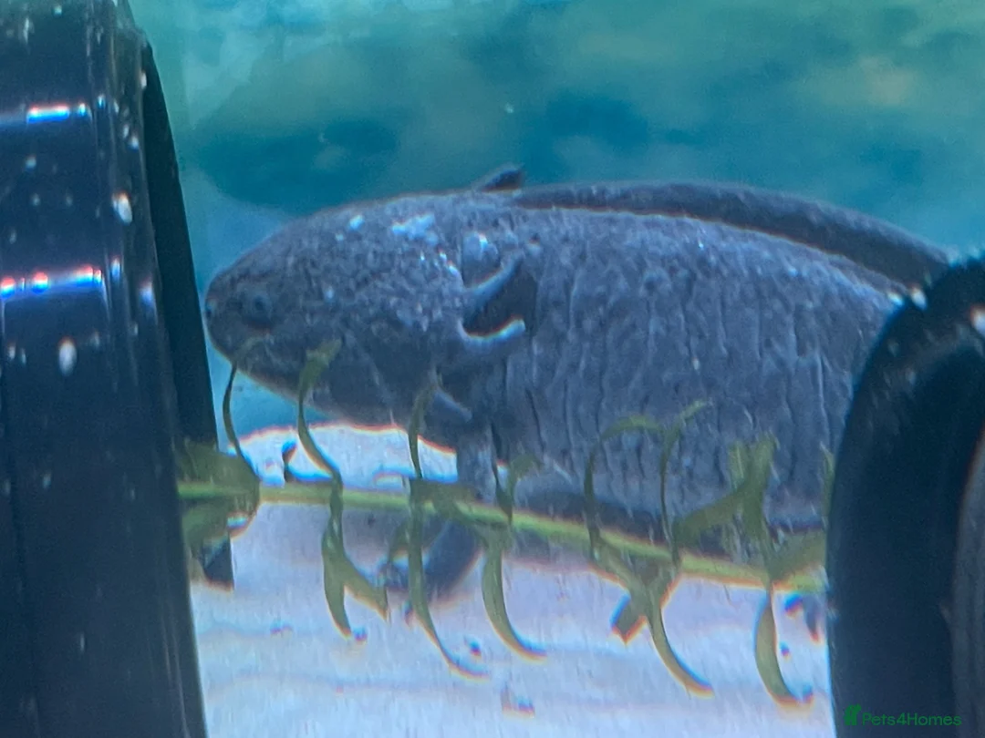 Axolotl reptiles for sale: 2 axolotls, full set up including chiller in Deeside - Advert 2