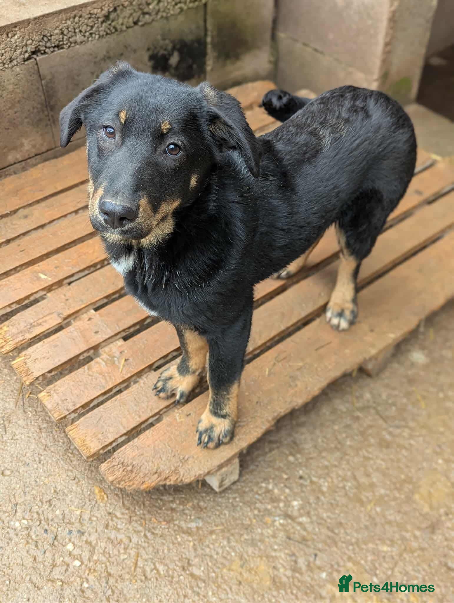 Mixed Breed dogs Quinn - The puppy no-one has picked 💔 - Advert 1