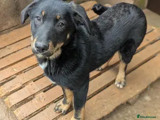 Mixed Breed dogs Quinn - The puppy no-one has picked 💔 - Advert 1