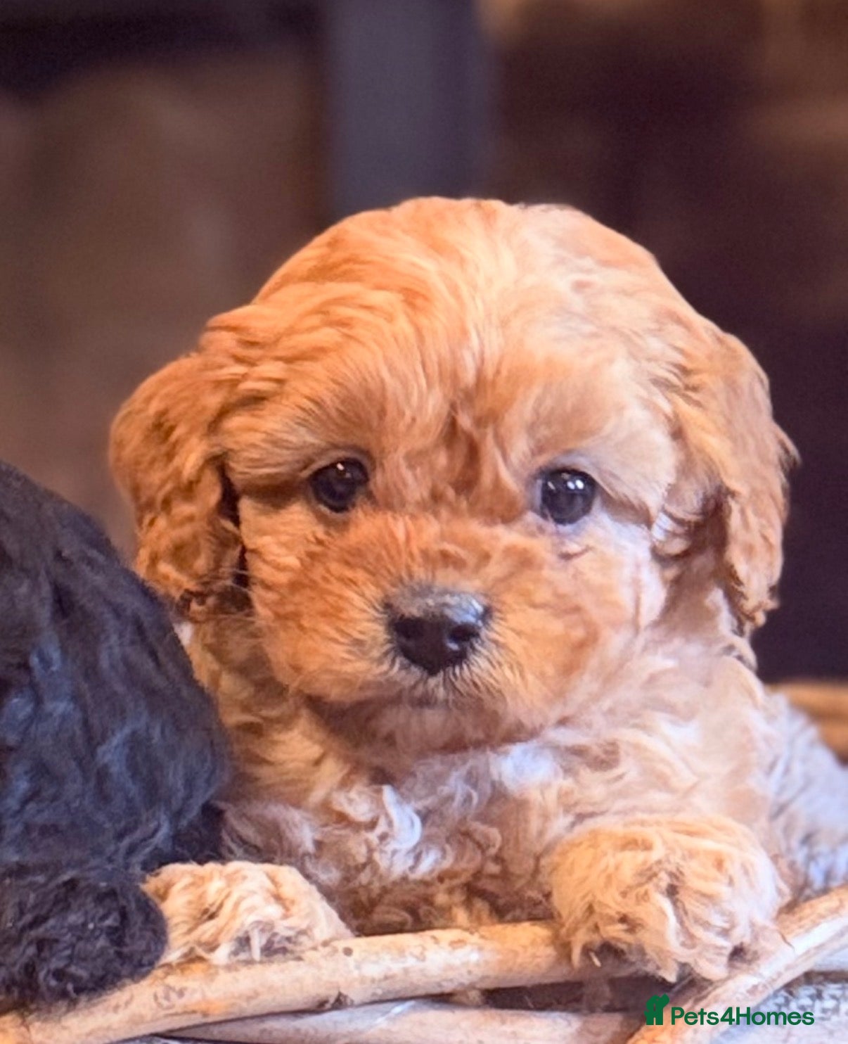 Cavapoo dogs Beautiful F1 Cavapoo Darlings  - Advert 2