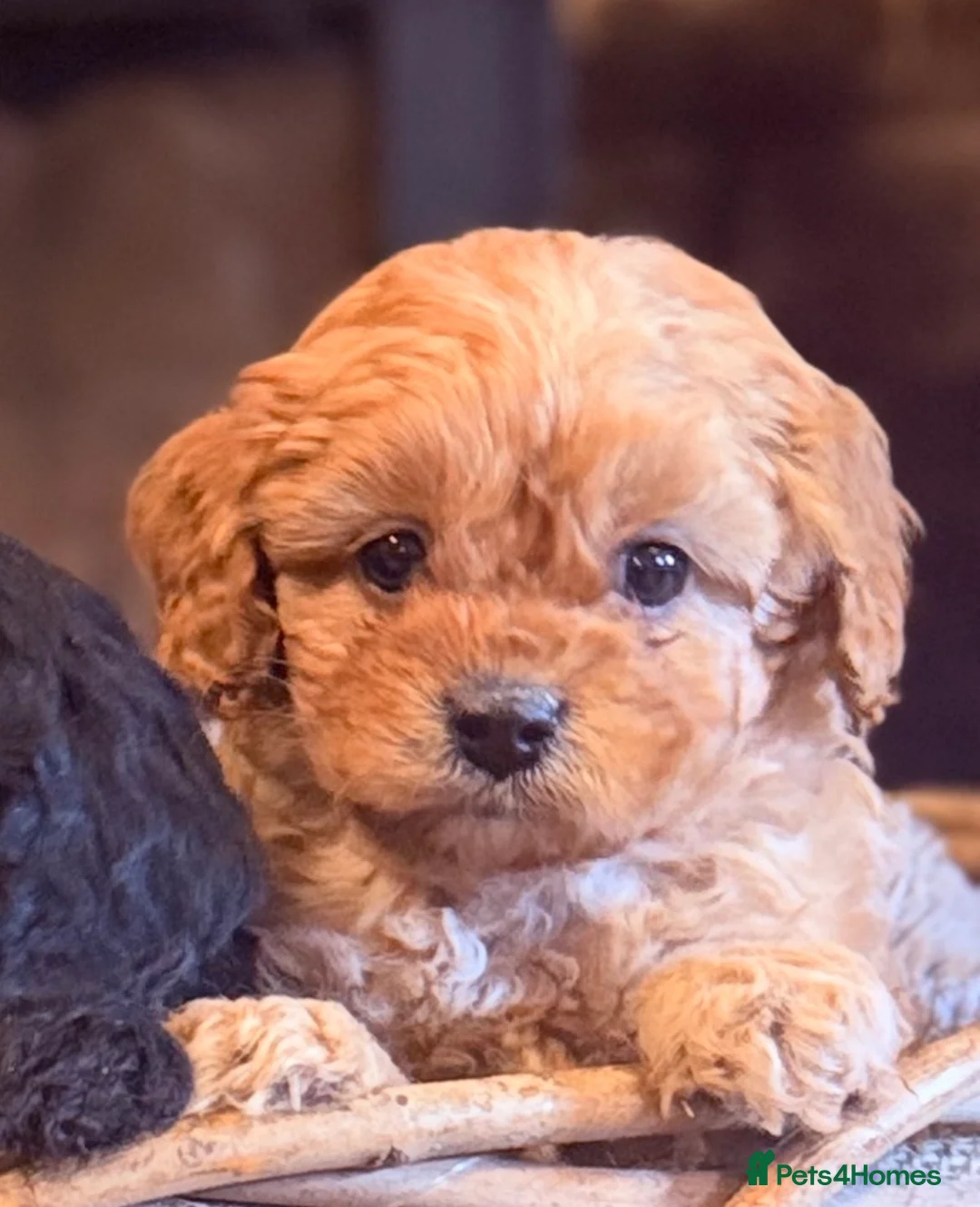 Cavapoo dogs for sale: Beautiful F1 Cavapoo Darlings  - Advert 2