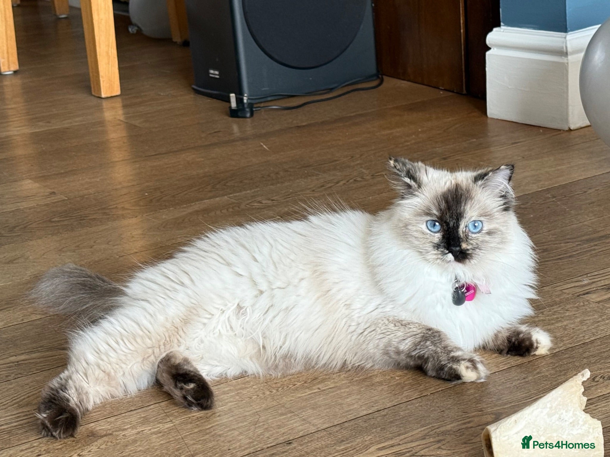 Ragdoll cats Two Ragdoll kittens - Advert 6