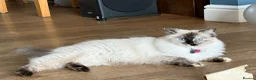 Ragdoll cats for sale: Two Ragdoll kittens - Advert 1