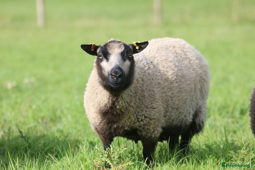 Sheep livestock for sale: Registered Shetland Sheep Flock Reduction  - Image 3