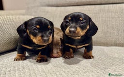 Miniature Dachshund dogs for sale: Mini miniature dachshund puppies  - Image 8
