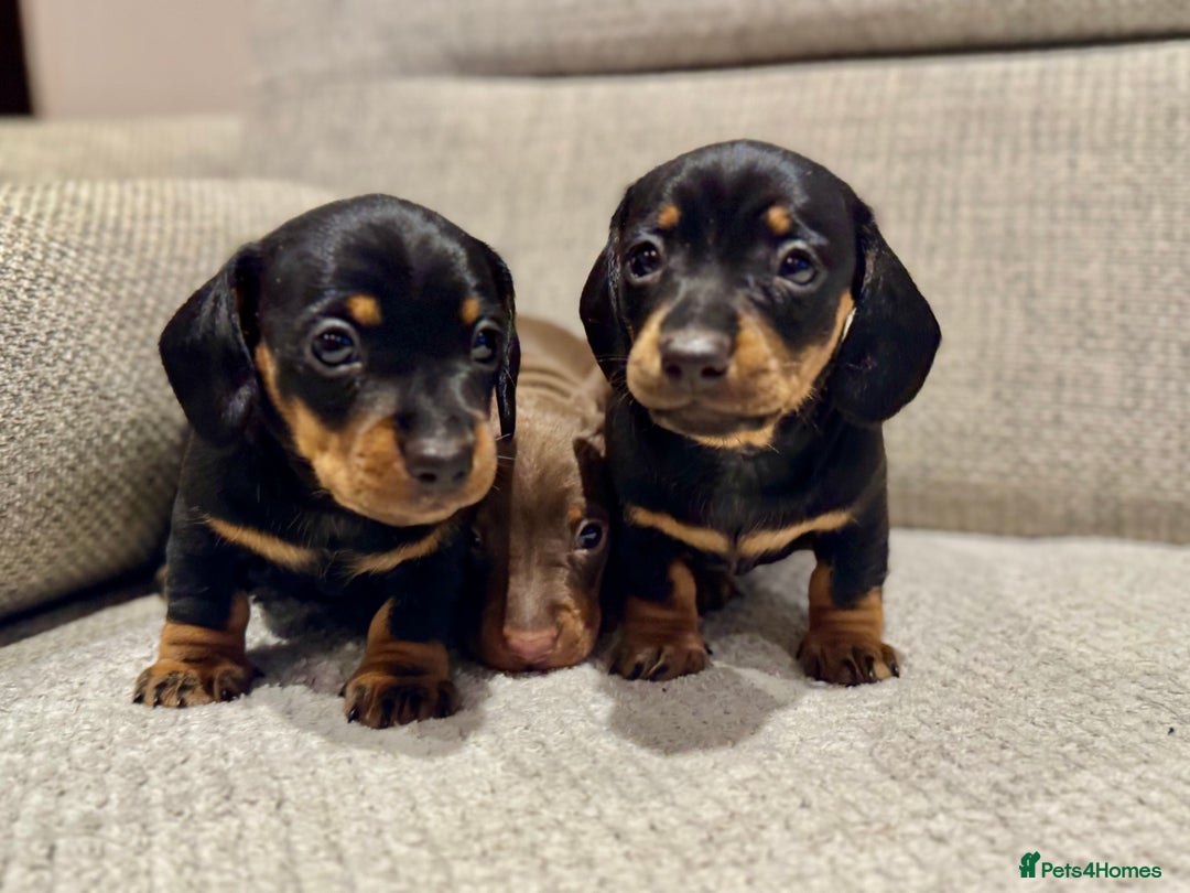 Miniature Dachshund dogs for sale: Mini miniature dachshund puppies  - Image 8