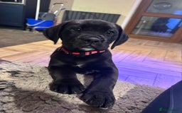 Mixed Breed dogs for sale: Boxador puppies for sale  - Image 6