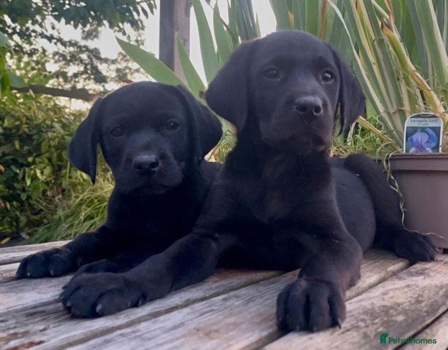 Labrador Retriever dogs KC Reg Labrador Retriever Puppies Health Tested - Advert 1