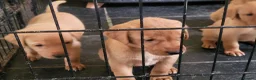 Labrador Retriever dogs for sale: Fox Red Labradors, KC registered, Health Checked. - Advert 20