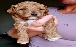 Maltipoo dogs for sale: Adorable Miniature Maltipoo Pups for sale - Image 7