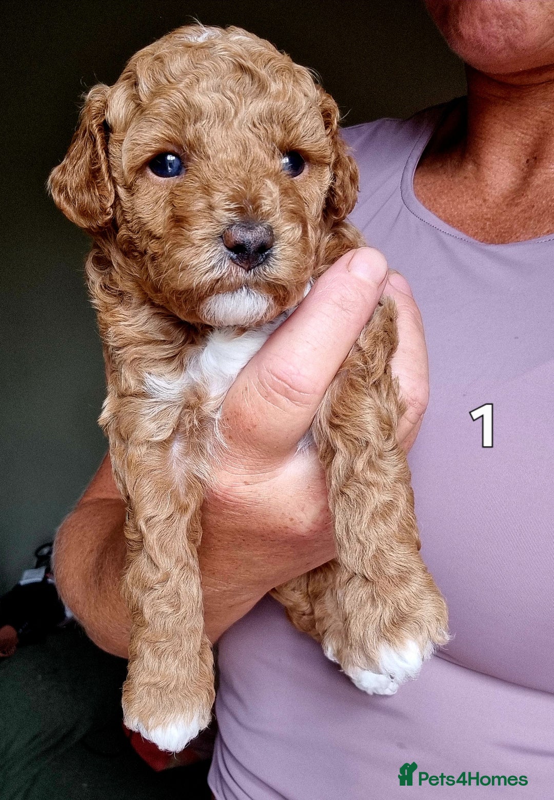 Maltipoo dogs for sale: Adorable Miniature Maltipoo Pups for sale - Image 7