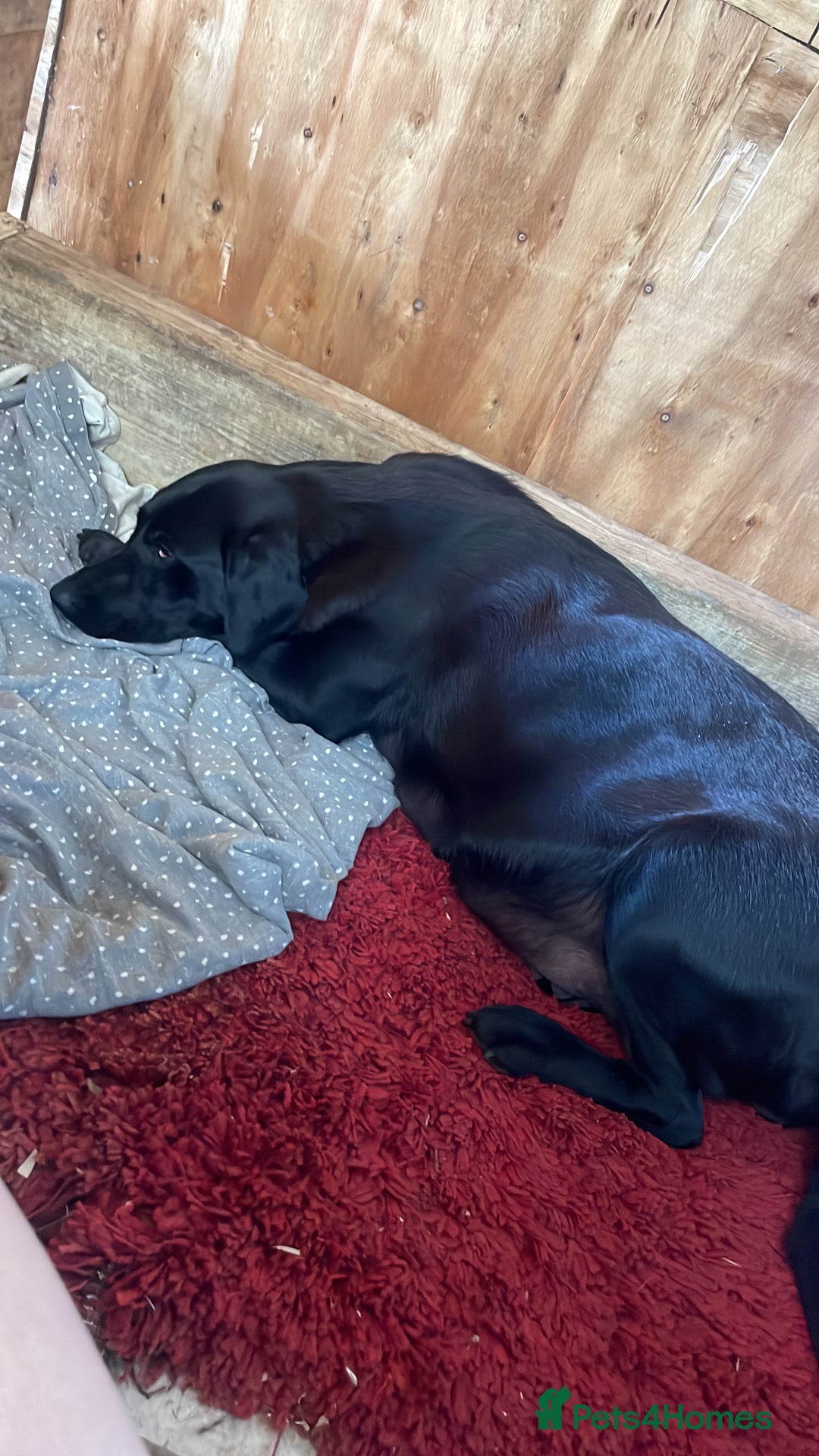 Labrador Retriever dogs for sale: KC Registered Black Labrador puppies   - Image 13