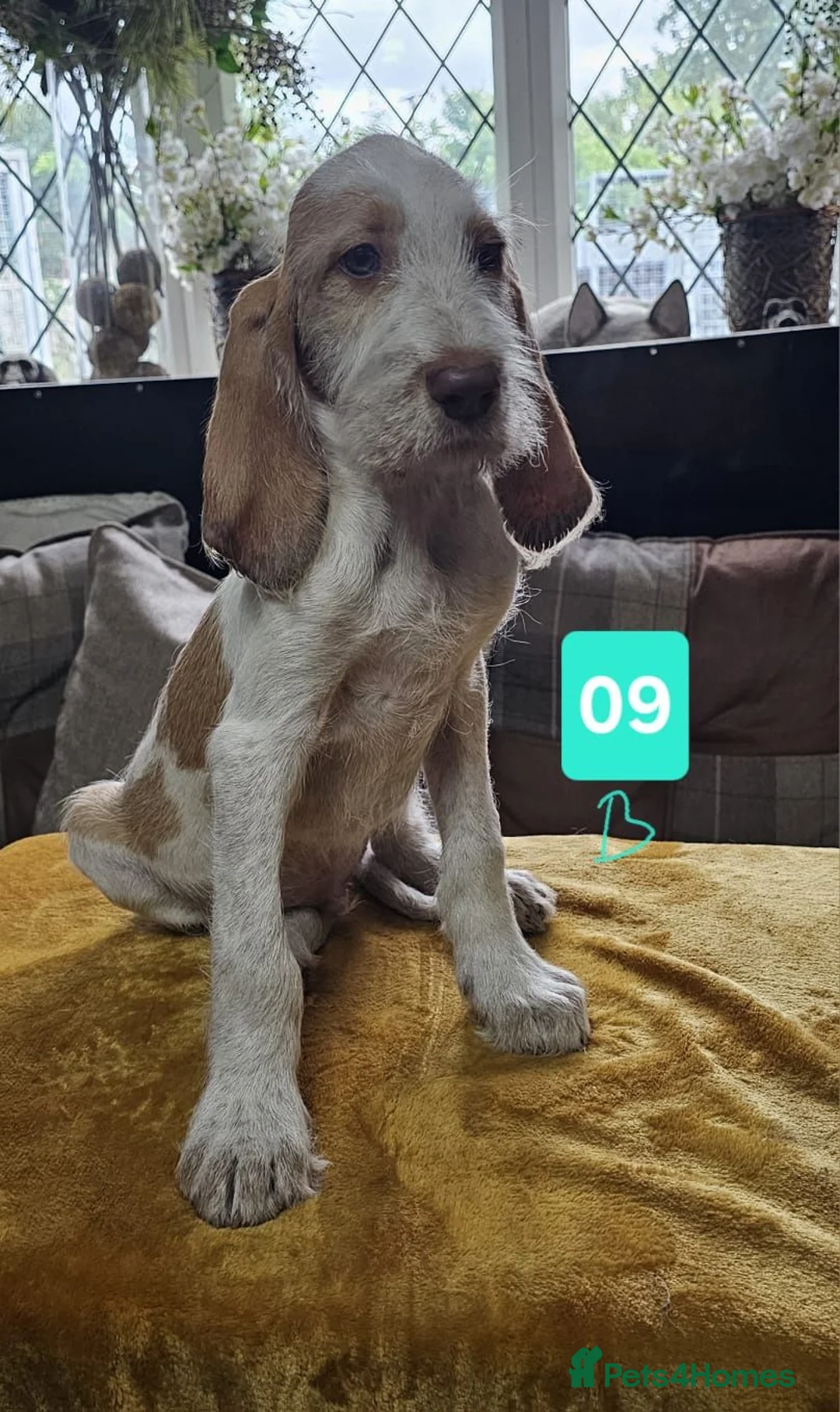 Italian Spinone dogs for sale: Italian Spinone Pups - Advert 12