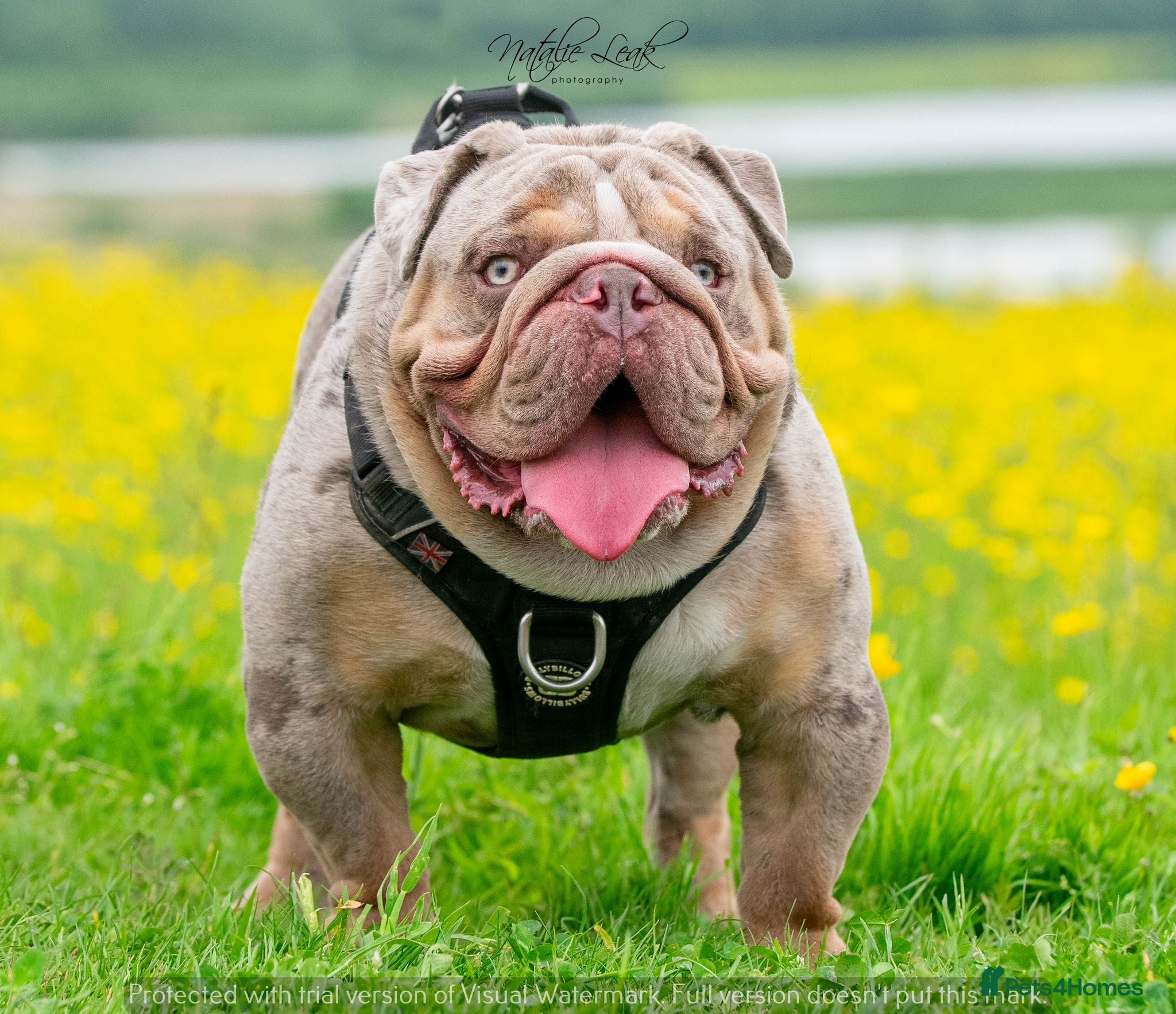 English Bulldog dogs Lilac and tan Merle carrying curly  - Advert 9