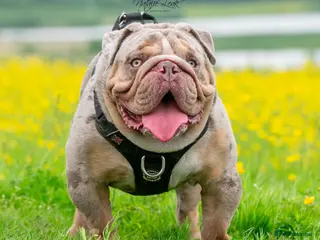 English Bulldog dogs Lilac and tan Merle carrying curly - Advert 1