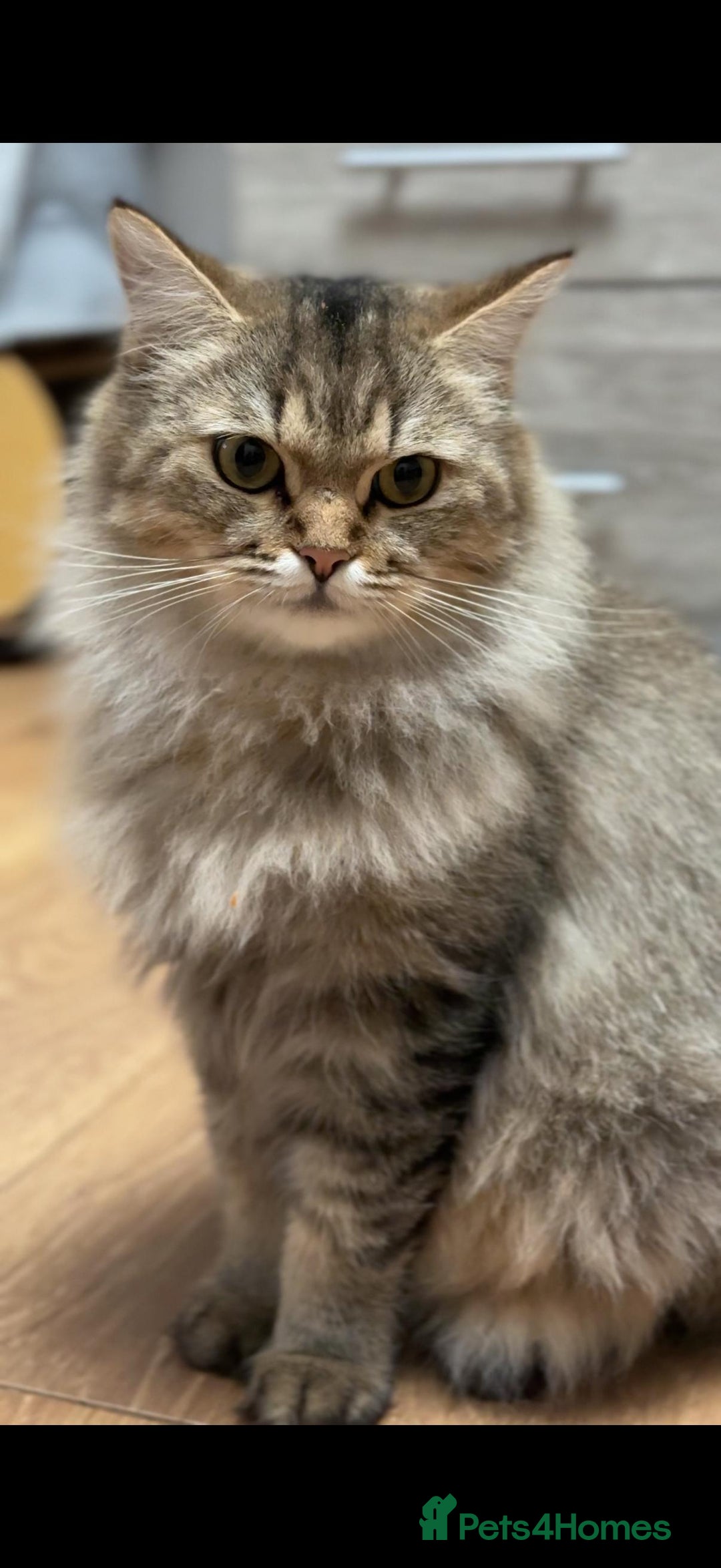 Mixed Breed cats for sale: Beautiful Ragdoll Bengal Cross Kittens - Advert 24