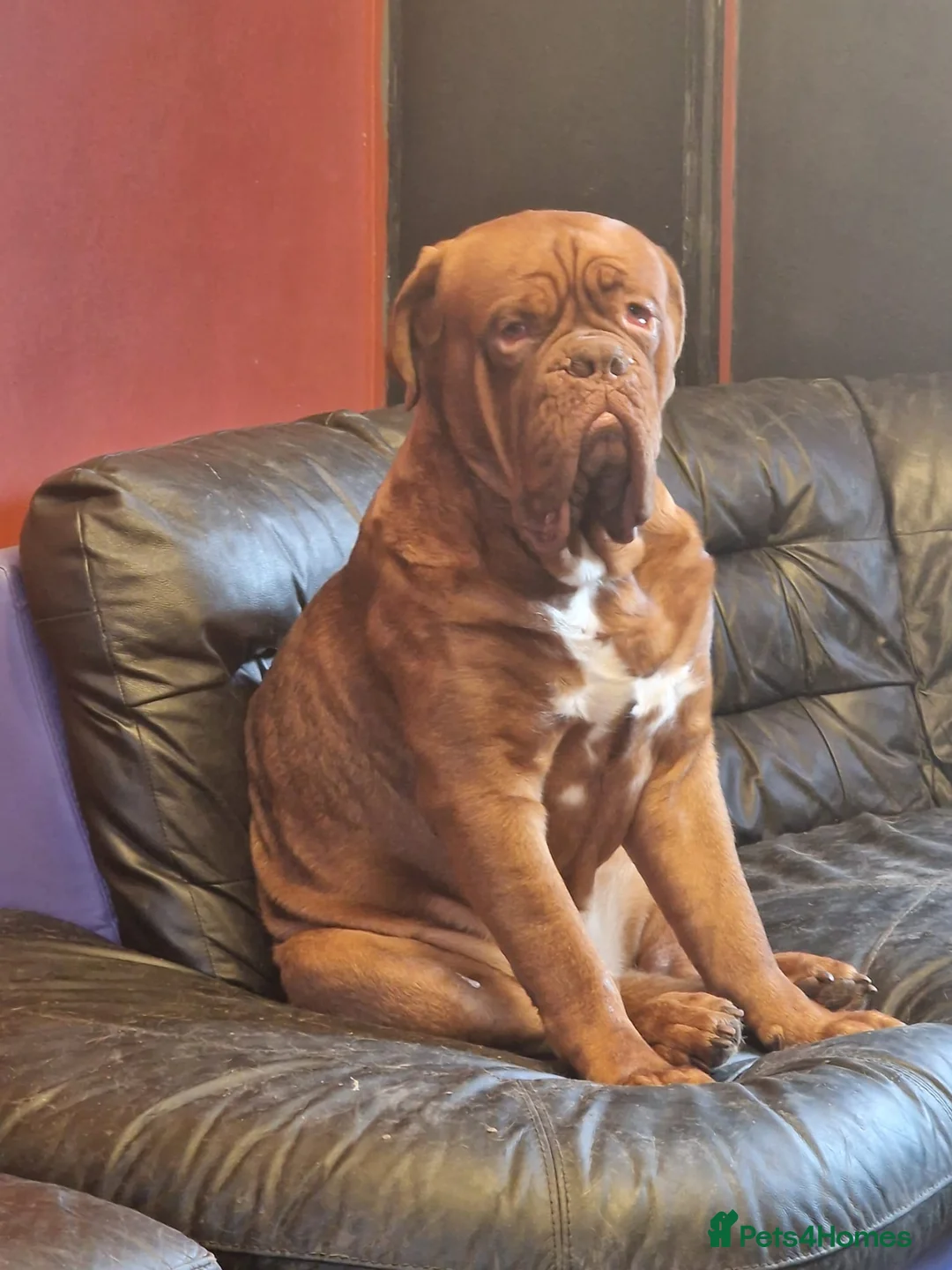 Dogue De Bordeaux dogs for sale: Hercules  - Advert 7