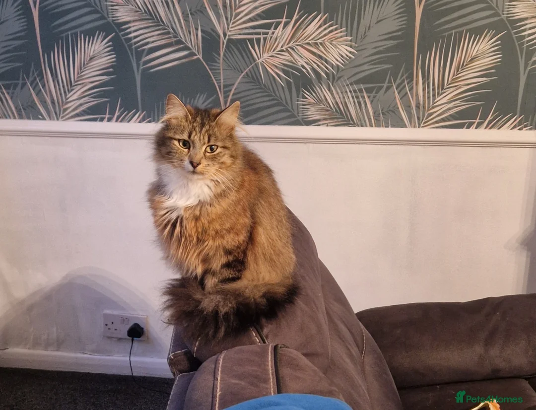 Mixed Breed cats for sale: Maine coon cross kittens  - Advert 1