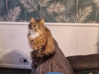 Mixed Breed cats Maine coon cross kittens - Advert 18