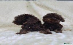 Cavapoo dogs for sale: *VIDEOS* F1b Cavapoos. Chocolate & Tan. DNA tested - Image 10