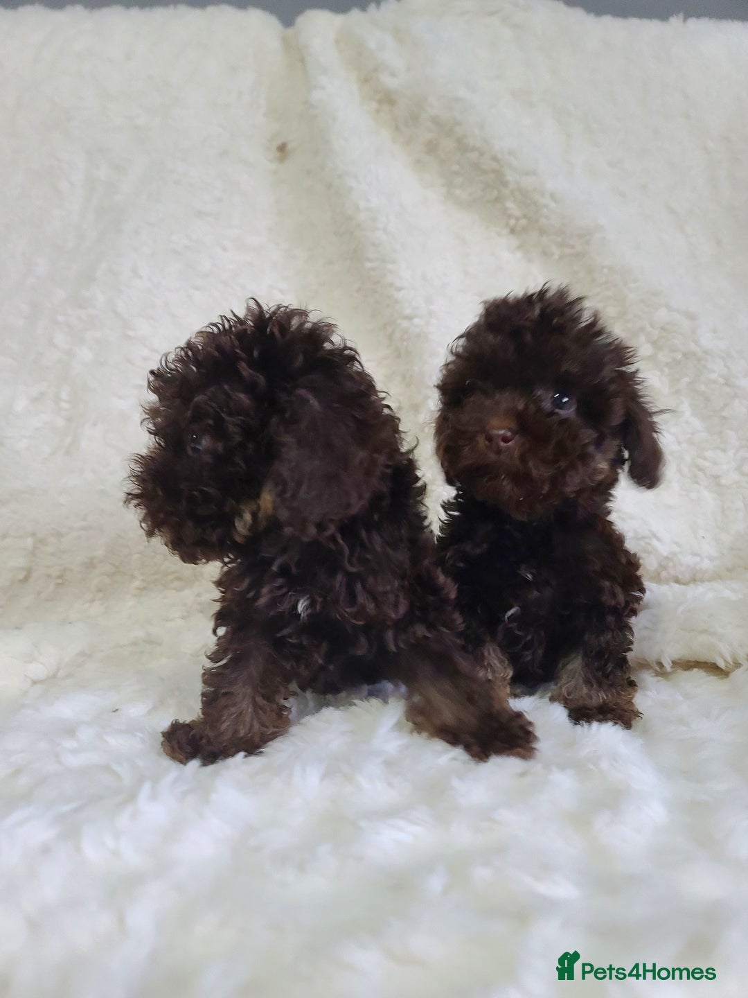 Cavapoo dogs for sale: *VIDEOS* F1b Cavapoos. Chocolate & Tan. DNA tested - Image 10