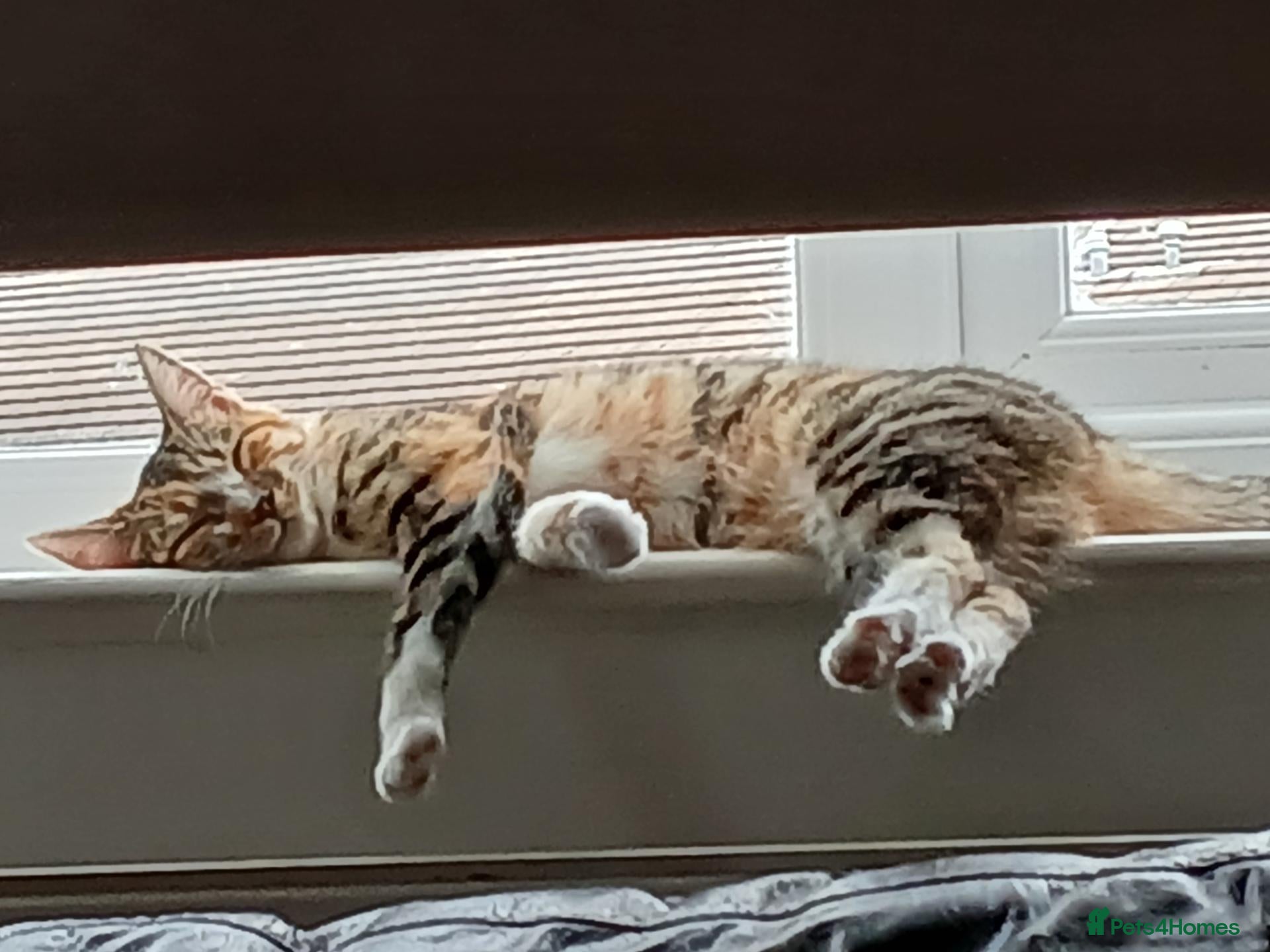Mixed Breed cats Calico female cat - Advert 4
