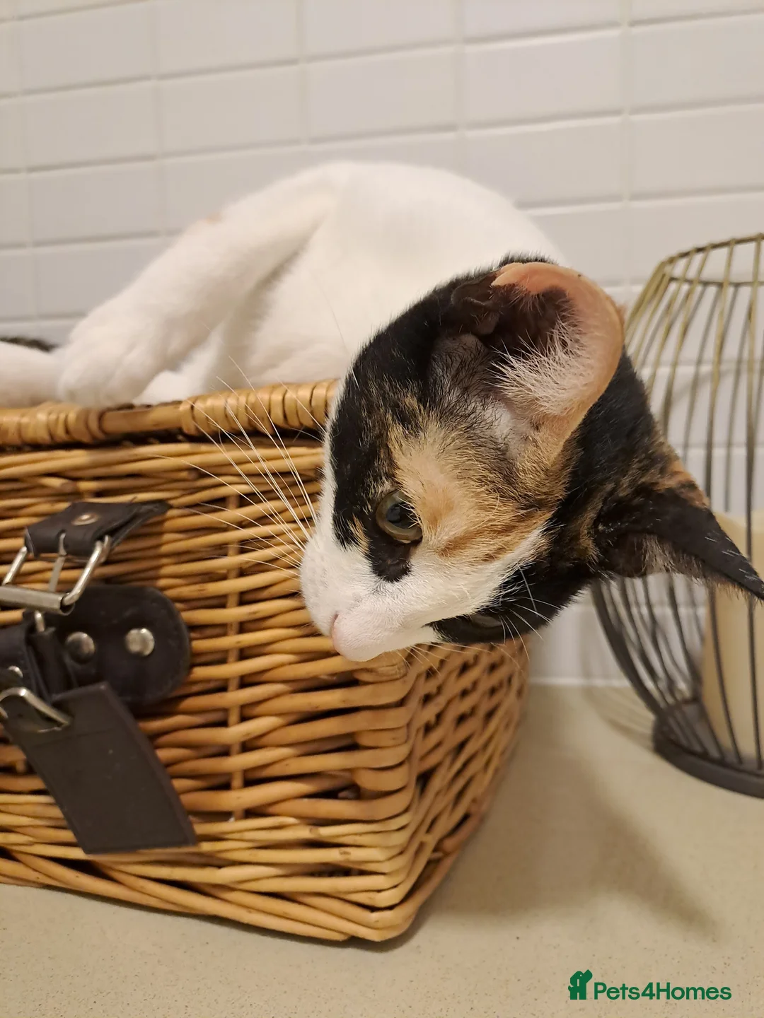 Mixed Breed cats for adoption: Suzie - the sweet and crazy little monkey - Advert 2