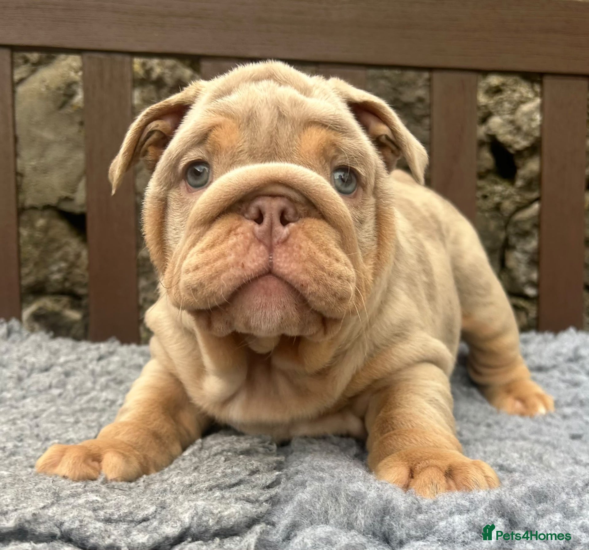 English Bulldog dogs Ready today! 2 boys left English bulldog puppies  - Advert 1
