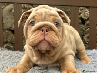 English Bulldog dogs Ready today! 2 boys left English bulldog puppies - Advert 1