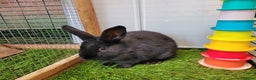 Mixed Breed rabbits for sale: Beautiful Rabbits - READY TO RESERVE - Advert 17