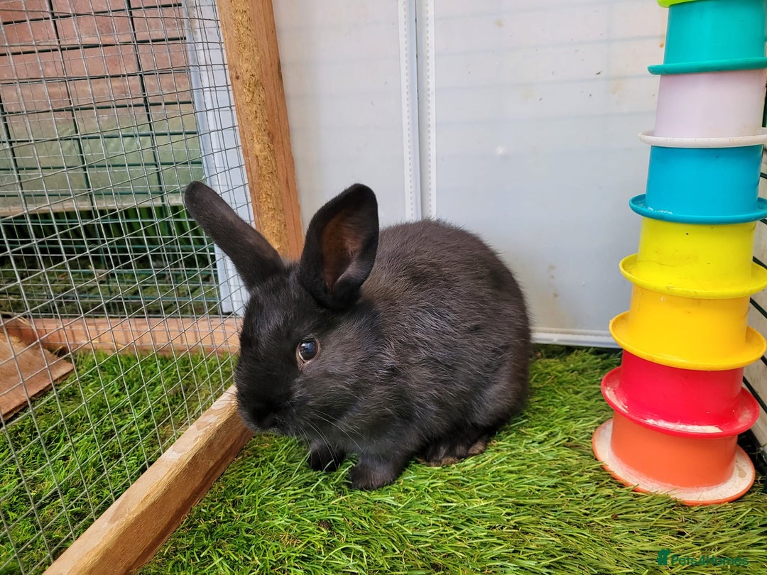 Mixed Breed rabbits for sale: Beautiful Rabbits - READY TO RESERVE - Advert 17