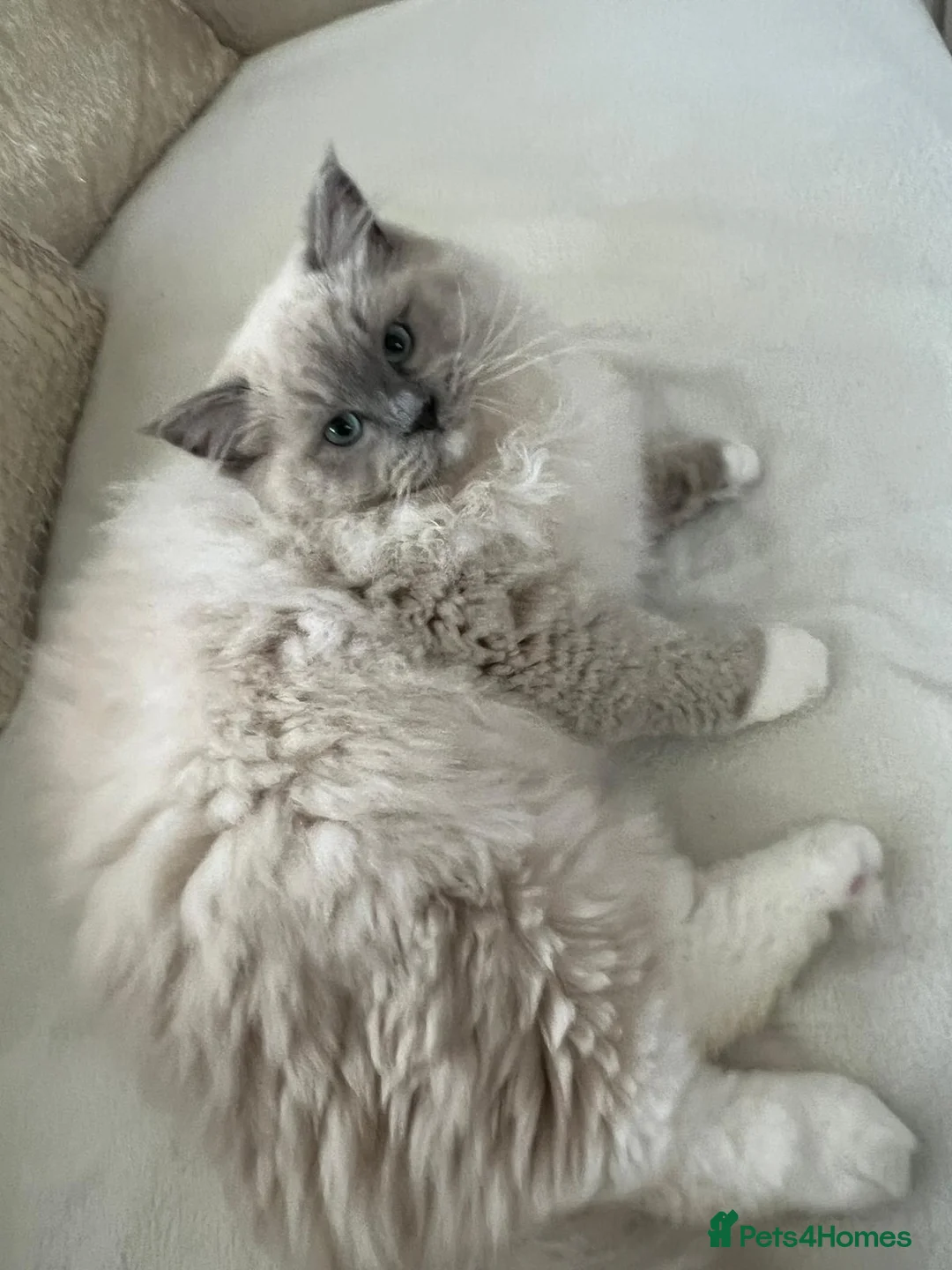 Ragdoll cats for sale: Gucci - Advert 2