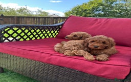 Cockapoo dogs for sale: Westcraigs Cockapoos - Image 19
