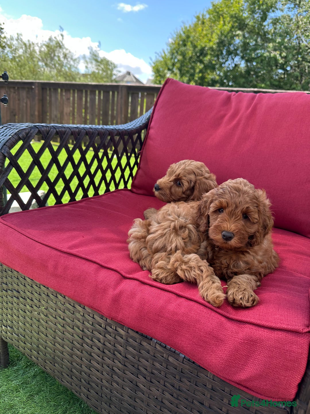 Cockapoo dogs for sale: Westcraigs Cockapoos - Image 19