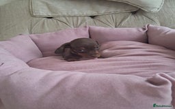 Dachshund dogs for sale: Outstanding miniature dachshund puppies  - Image 12