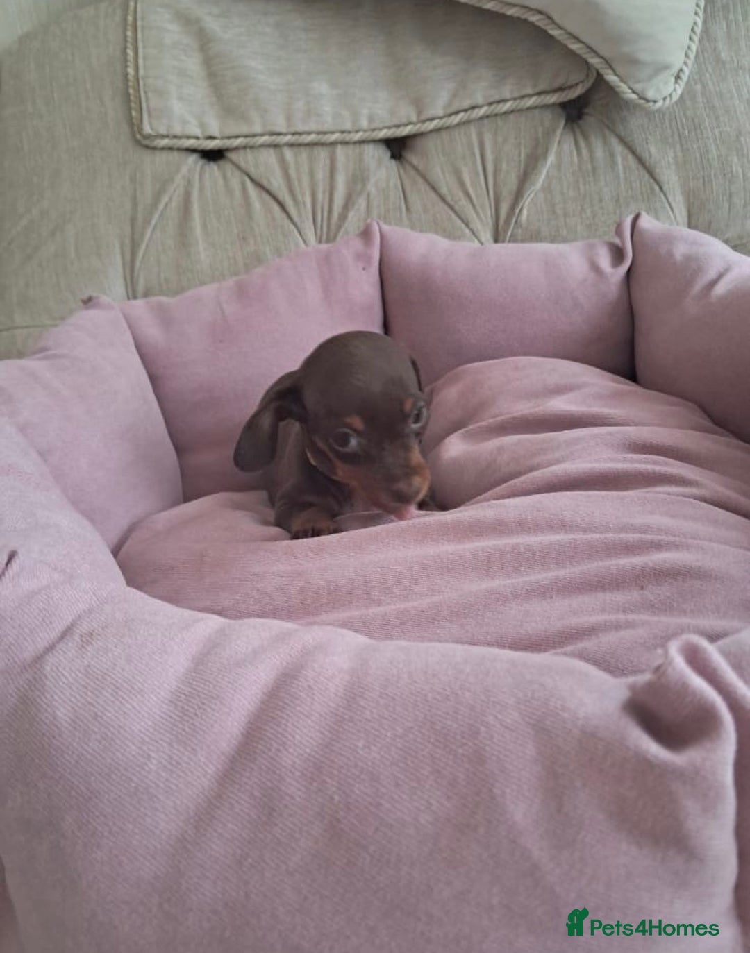 Dachshund dogs for sale: Outstanding miniature dachshund puppies  - Image 12