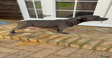 Staffordshire Bull Terrier dogs - Advert 1