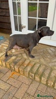 Staffordshire Bull Terrier dogs - Advert 1