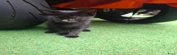 Bombay cats for sale: Bombay blacks kittens  - Advert 3