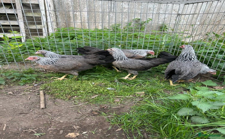 Chickens poultry for sale - Advert 1