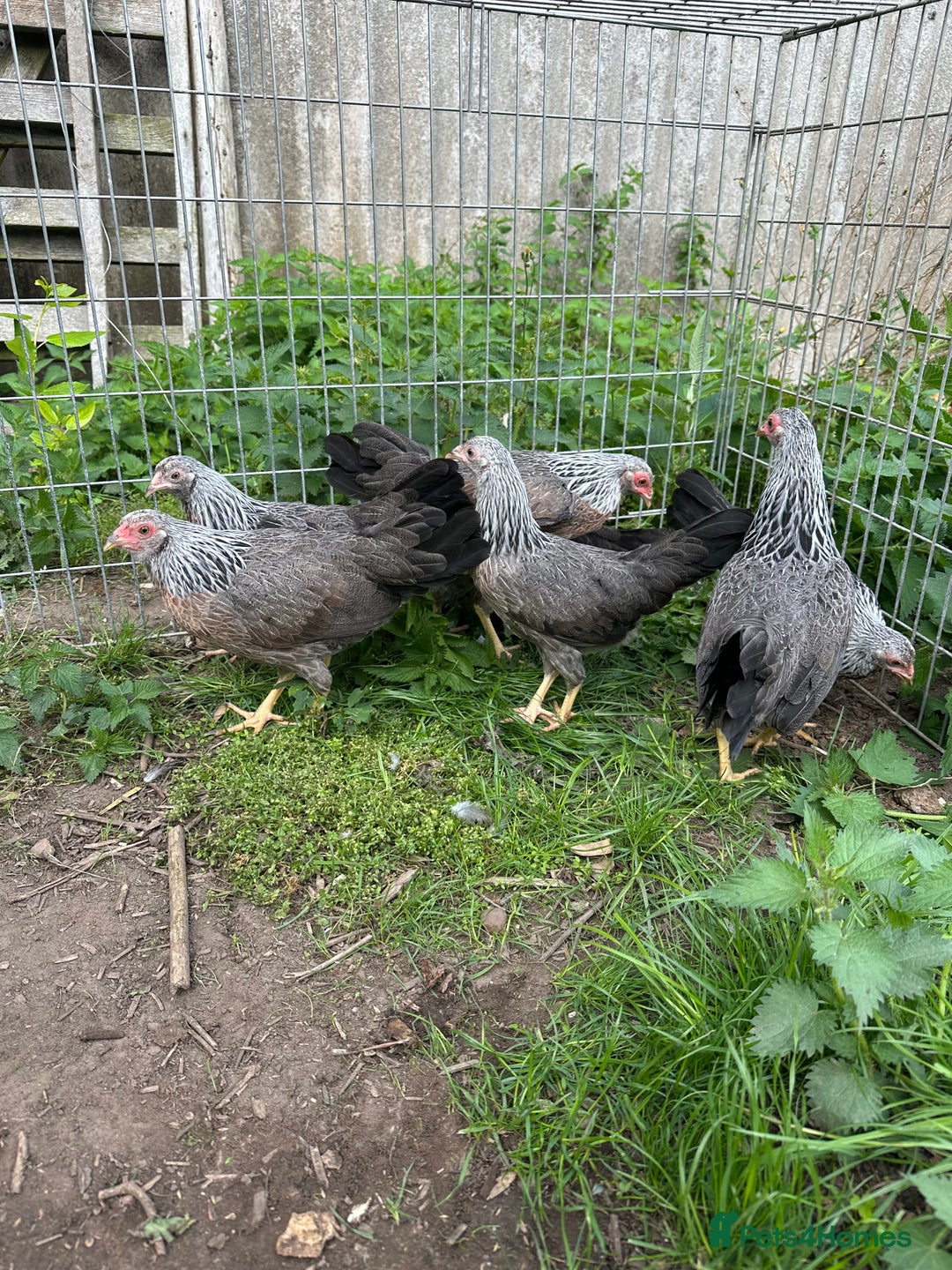Chickens poultry for sale: Kraienkoppe bantams  - Image 1