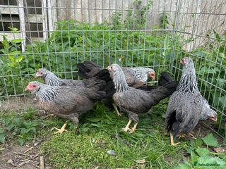 Chickens poultry - Advert 23