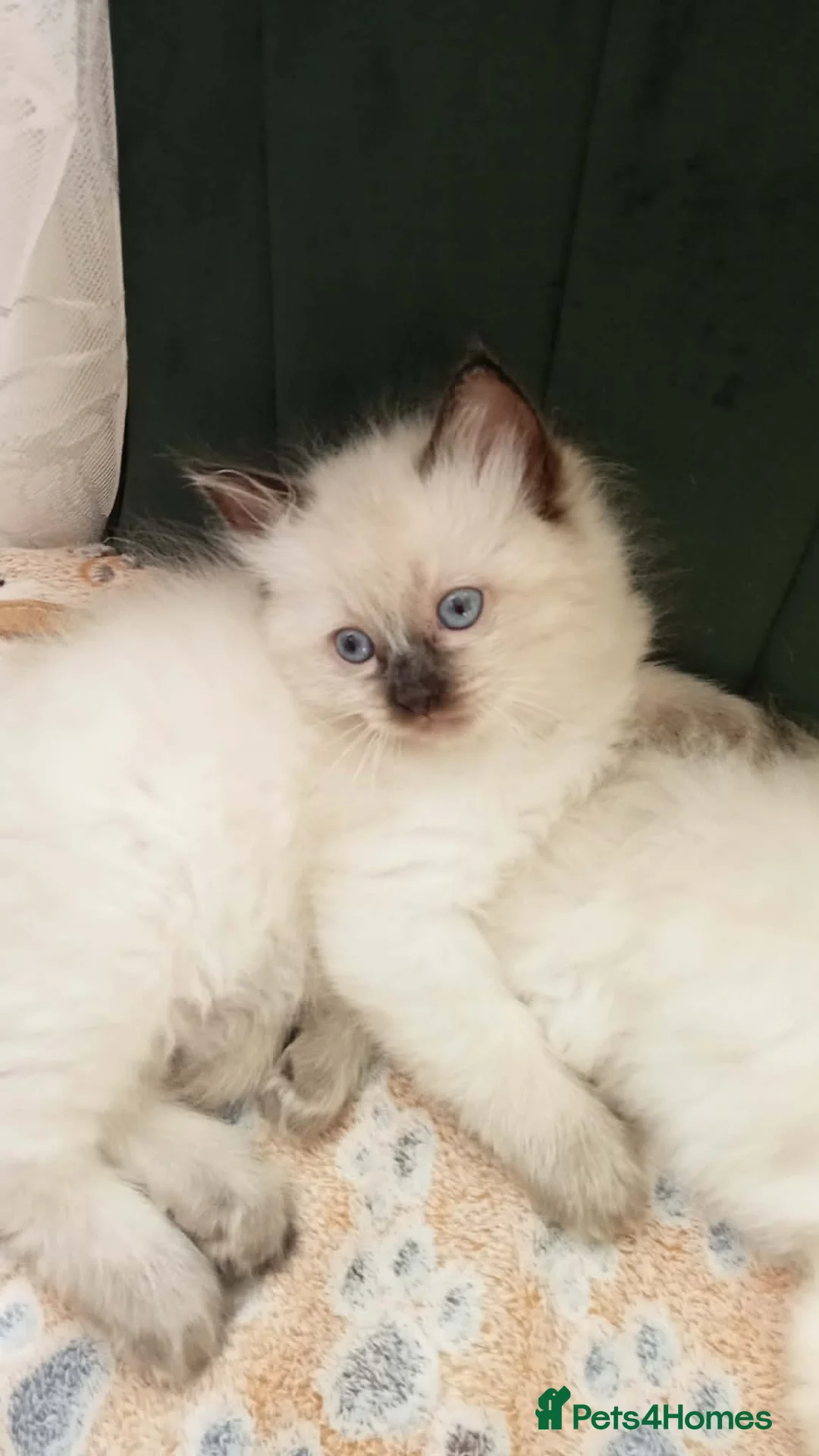 Ragdoll cats for sale: 5 Ragdoll Kittens (Girls) in Plymouth - Advert 2