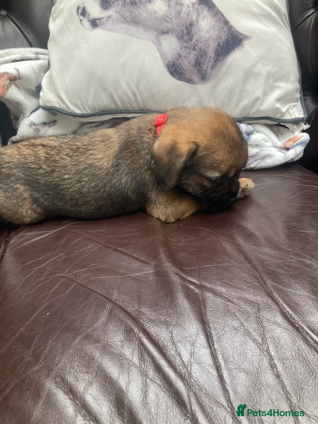 Border Terrier dogs for sale: Border Terrier Dog Puppy - Advert 4